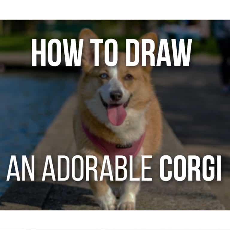 How To Draw An Adorable Corgi Step by step, the easiest way to draw dogs!