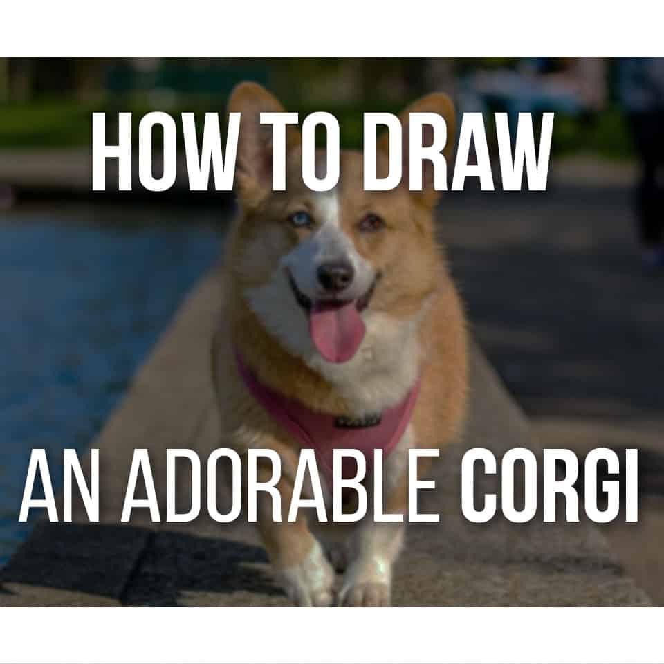 How to Draw an Adorable Corgi In 9 Easy Steps