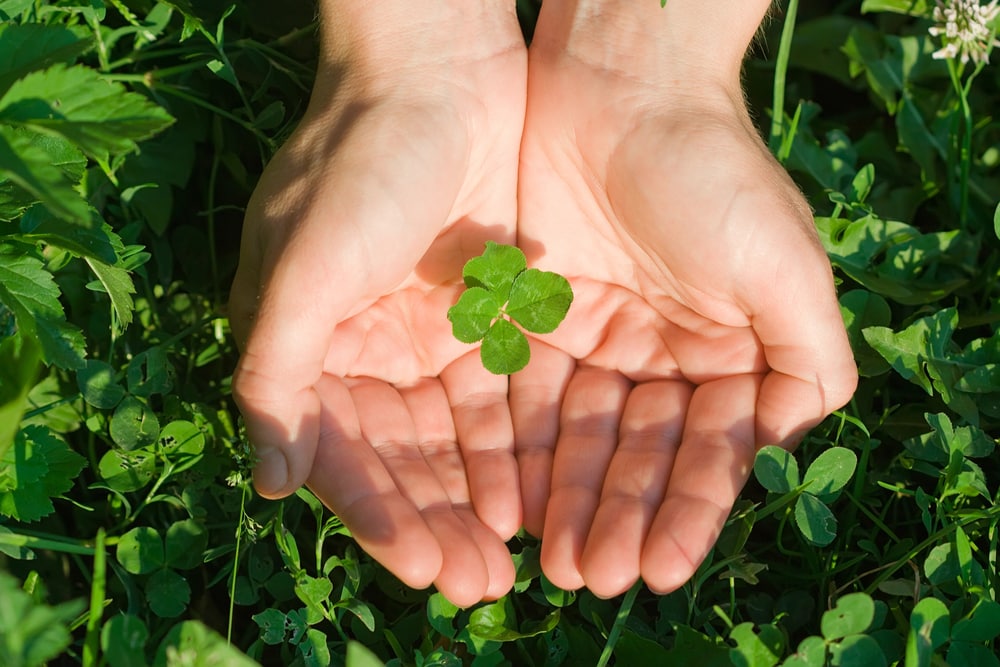 person holding a lucky 4 leaf clover