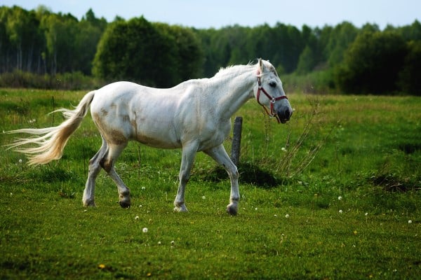 a white horse running through a field, a difficult idea to draw!