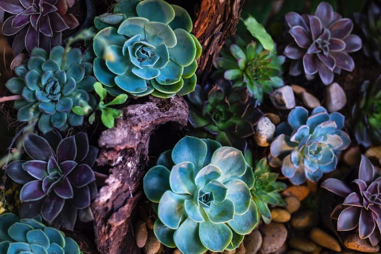 natural world, a garden full of succulents