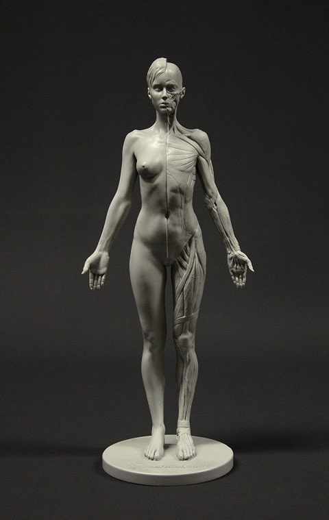 Female Anatomy Figure By 3DTotal