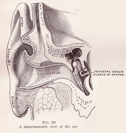 Diagrammatic drawing of an ear by Sue Clark