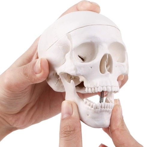 Mini Skull Model