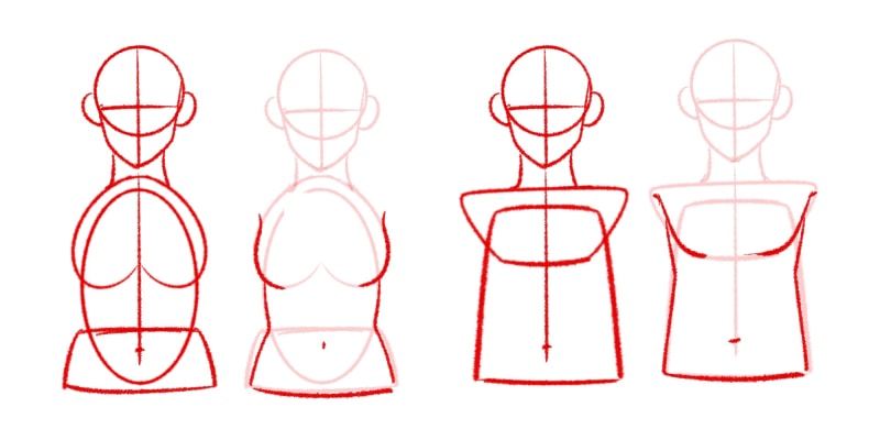 image showing that Female Torsos Tend To Be Curvier While Male Torsos Are More Rectangular And Straight