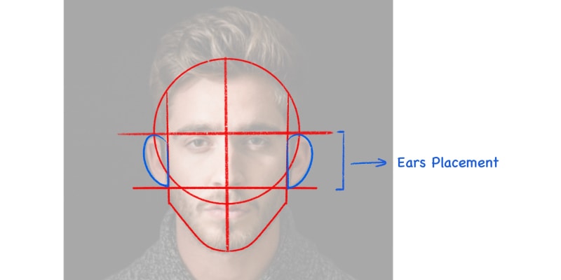 drawing on top of an image, showing the Positioning of The Ears In The Head