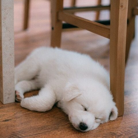 photo of a puppy sleeping on the floor, needing to rest