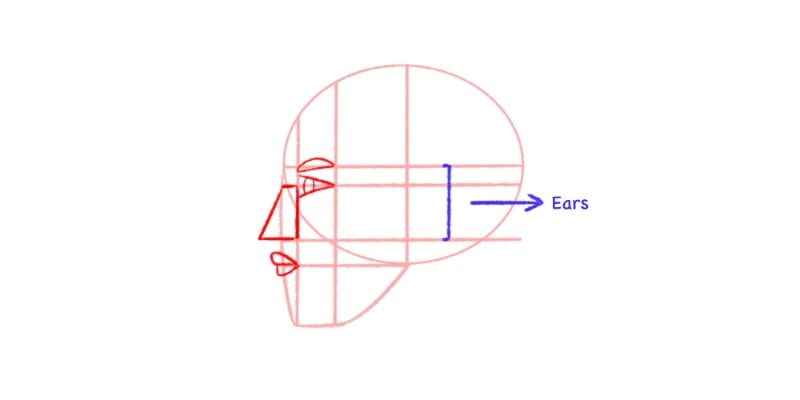 The Ears Can Be Draw Between The Eyebrow And Nose Line