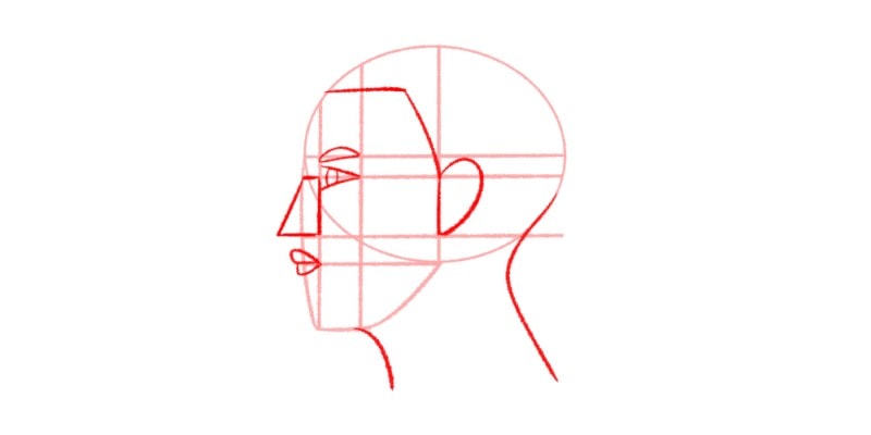 Draw Another Curved Line Starting At The Back Of The Head
