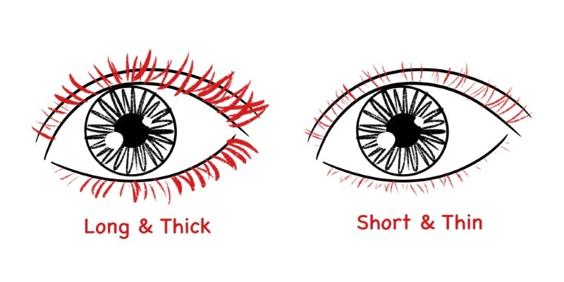 image showing different ways to draw eyelashes, long and thick, and short and thing