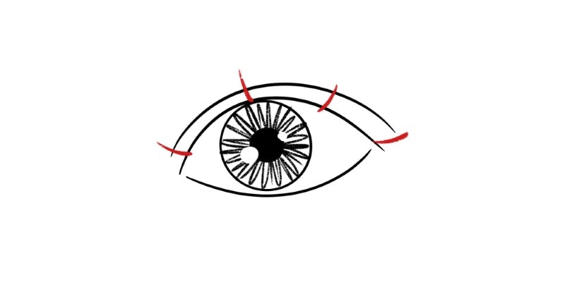 step 1 of drawing eyelashes, Divide The Upper Eyelid Into 4 or 5 Parts